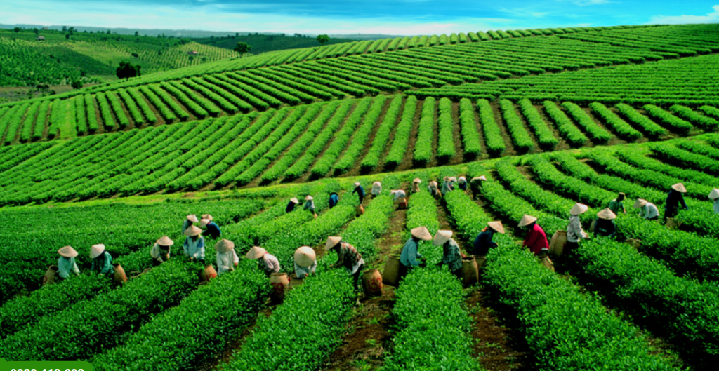 chè Tân Cương Thái Nguyên