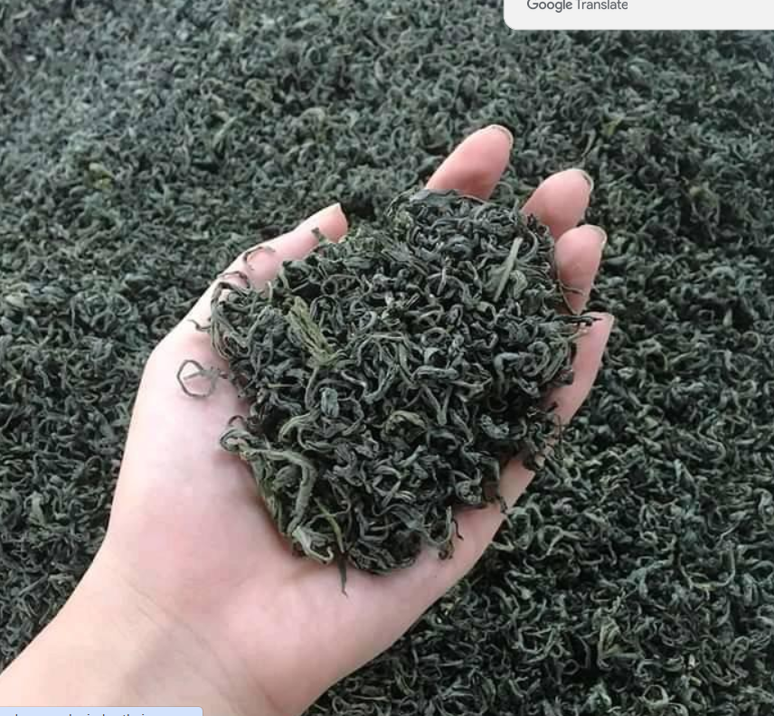 chè Tân Cương Thái Nguyên